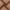 Efes Dendro 1 min